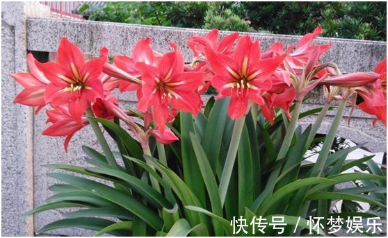 适合新手养的6种花,扔土里就能活,开花爆满盆!