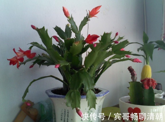 怎么让花期中的蟹爪兰接连开花满足“3要素”开不停