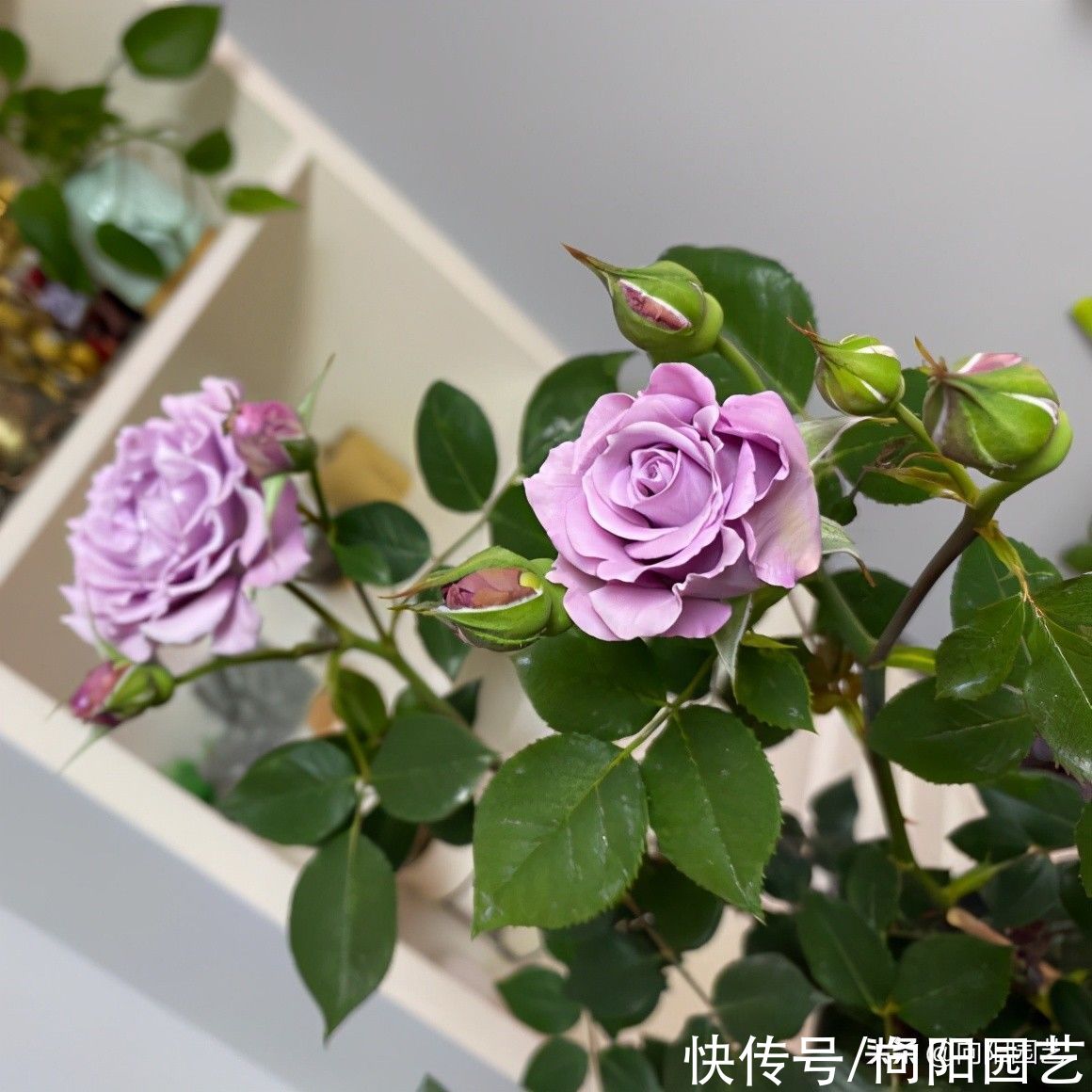 春天养花，3个“术语”要知道，各有妙用，养花一定能用上