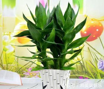 这5种植物，放置在家中百利而无一害！