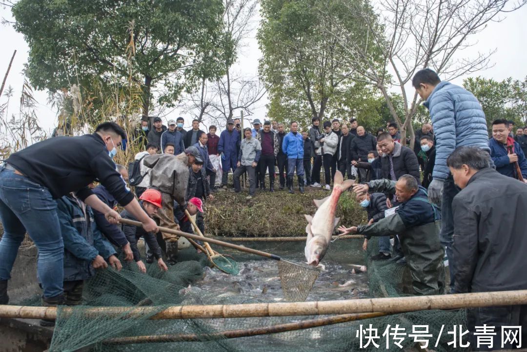 五水共治|大场面！凌晨6点杭州捕起“大家伙”！有人带着麻袋赶来