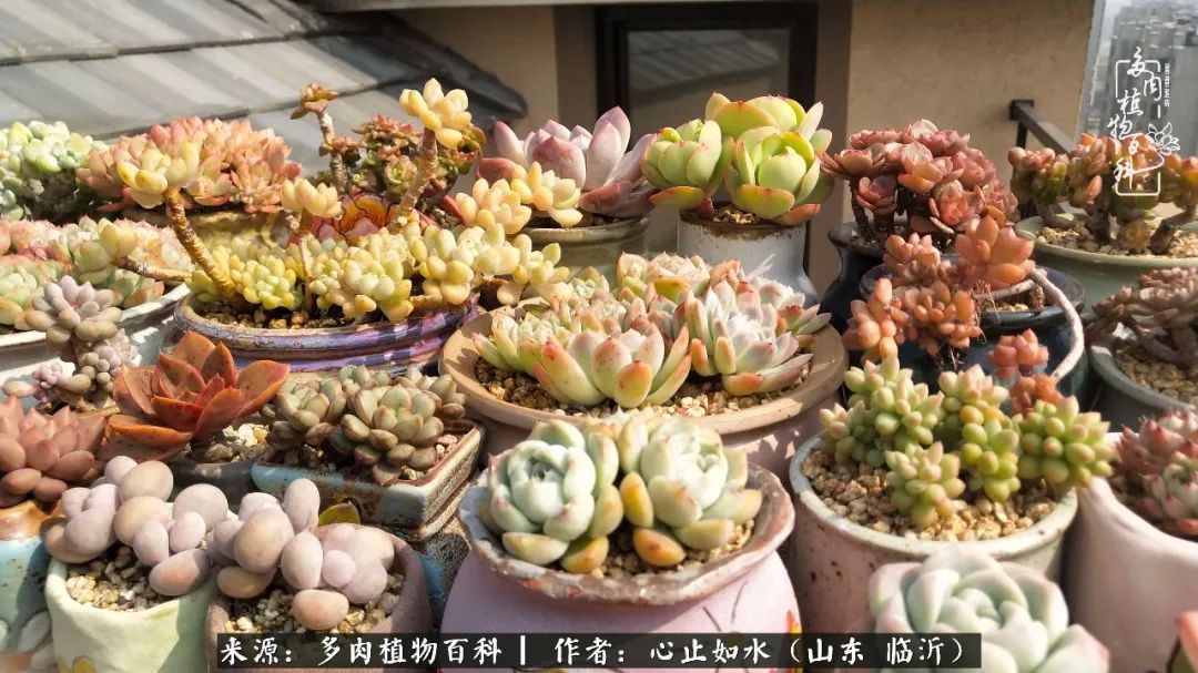 养多肉不只是说说而已,只要肯用心,它们绝对不会辜负你!
