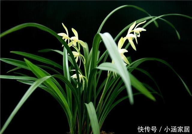 环境中|冬天养兰花,遇到几种情况,不要给它喷水!