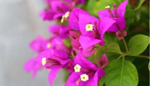  茉莉花|花香最浓的4种花，比茉莉花还香，花叶共赏，栽培容易