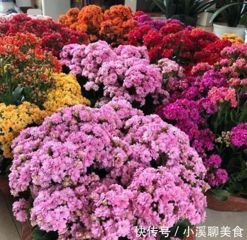 阳台最适合养3种花，30天不浇水照样生长，一年开花不断