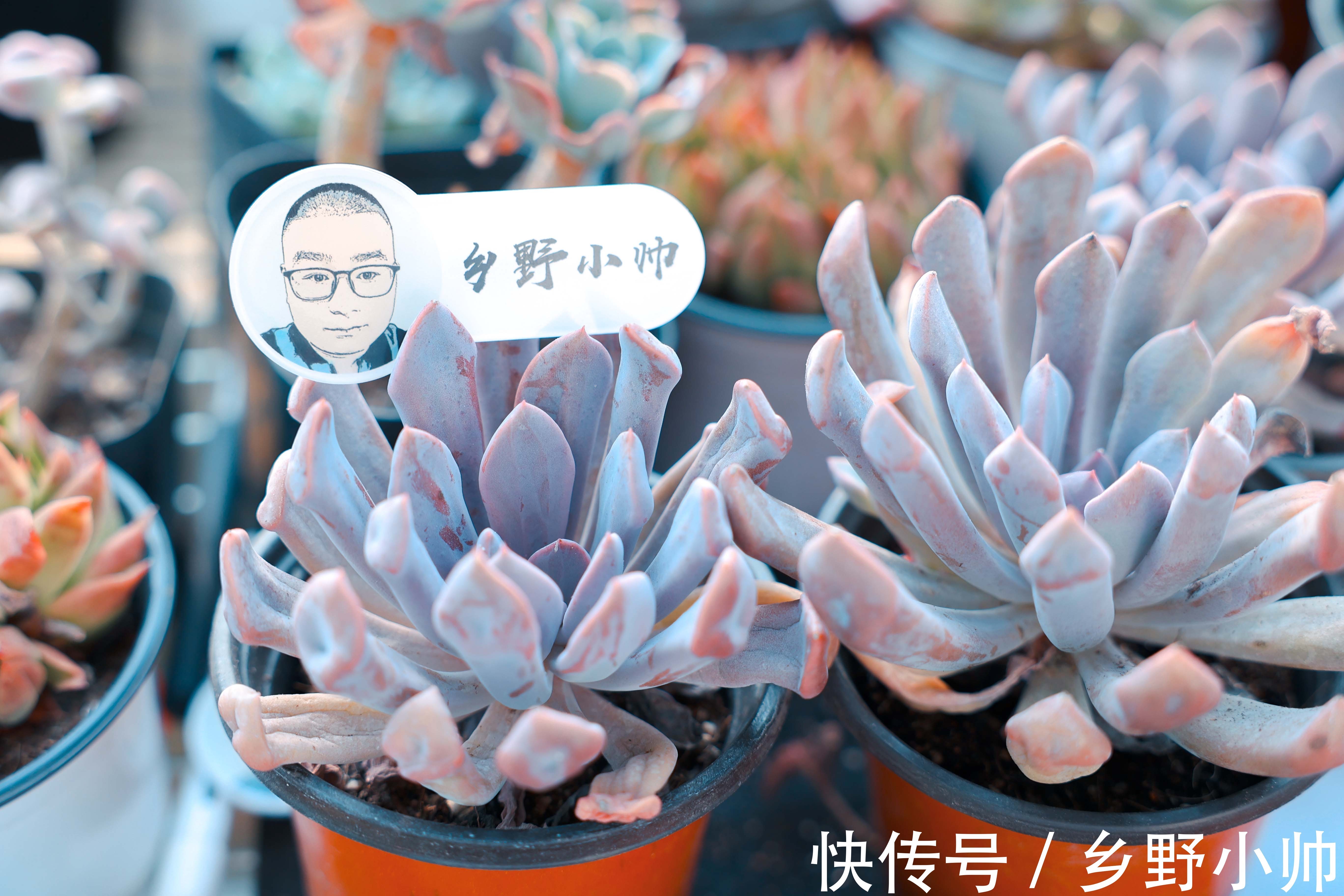 黛比多肉|黛比、丘比特,两种长得类似双胞胎的两种多肉,这样养护更漂亮