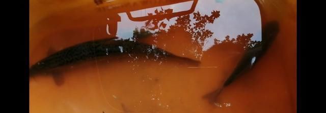 鱼钩|野钓时时有惊喜,闷杆钓居然上奇货,惊喜惊喜