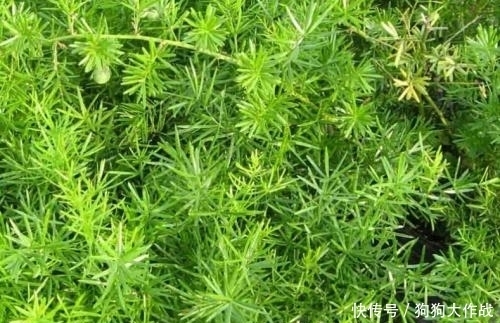 野菜|农村的这几种野菜今年已经错过了，明年不要再错过啦，健康又治病