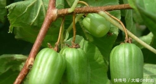  绿色|它是中国“最甜”的水果，比蜂蜜甜，院里栽1棵，既能观赏也能吃