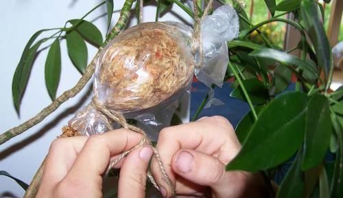 养在家里的木本类观赏盆栽,我用这种方法基本都能繁殖成功