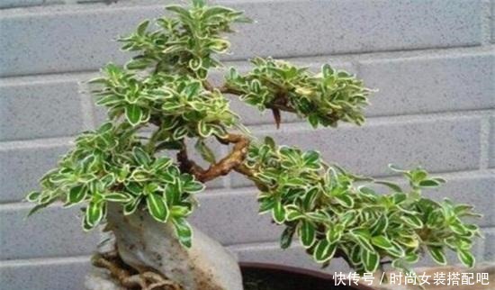 什么是盆景盆景制作方法！
