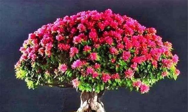 家庭养三角梅，重复去做“1件事”，花越开越多，轻松开成大花球！