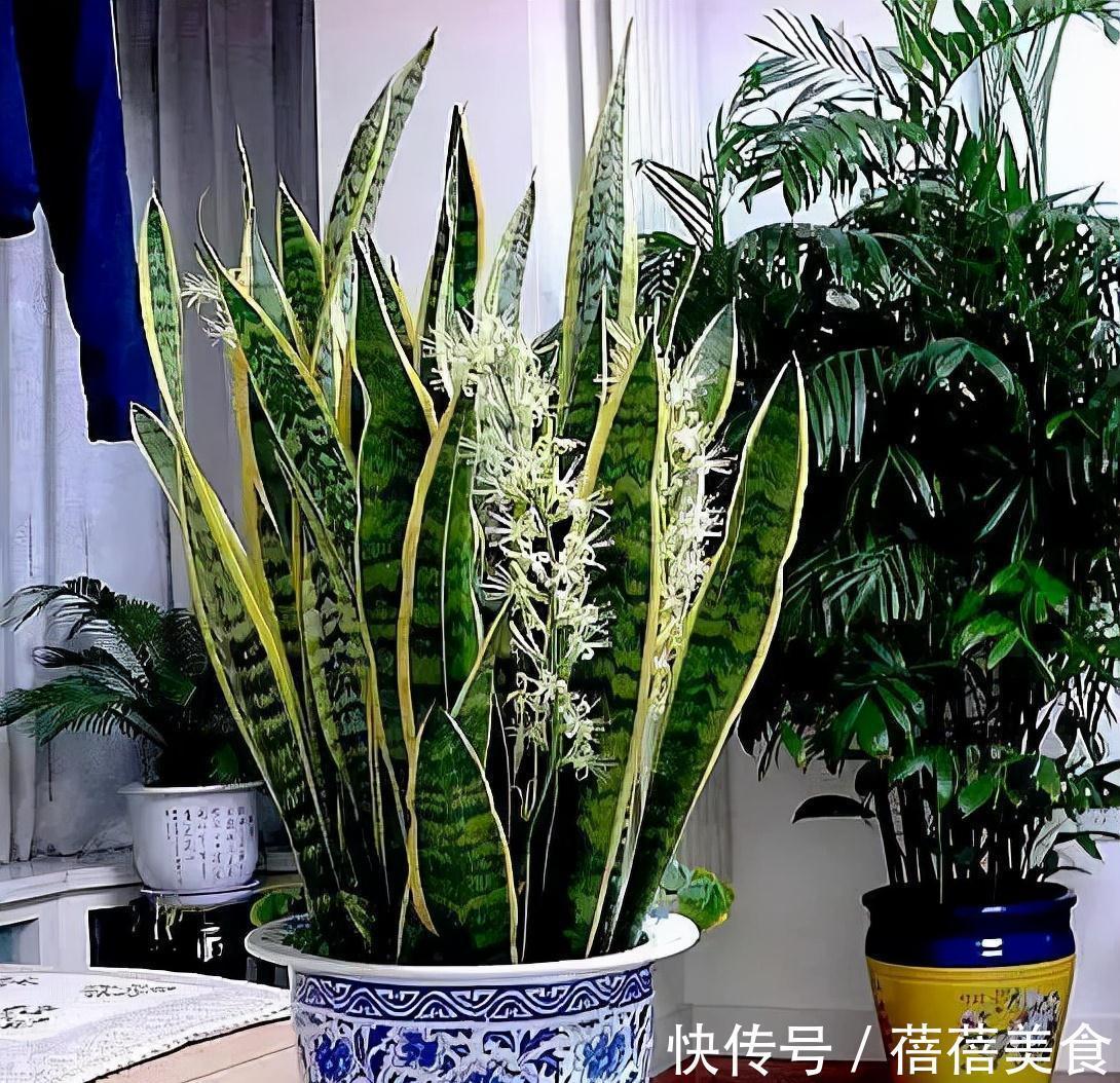 19种常见花“耐寒能力”一览表,天冷要不要“入室”,看看就知道