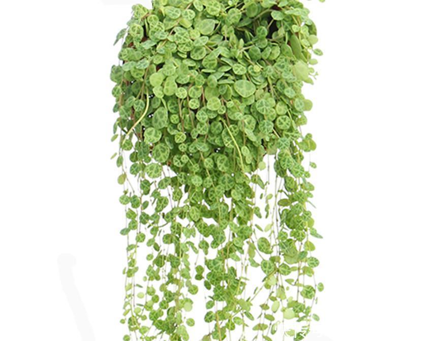 精美|五种精美超凡,颜值出众的花卉,谁都想应有,真正的花叶俱美