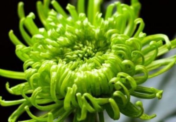 绿朝云|喜欢菊花,就养盆“优良名菊”绿朝云,花似惊鸿起舞,碧绿如翠