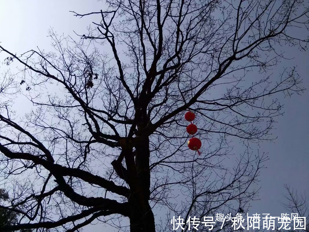 郭靖黄蓉&郭靖黄蓉战死,黄药师十分悲痛发誓为他们报仇,却被蒙古高手击毙