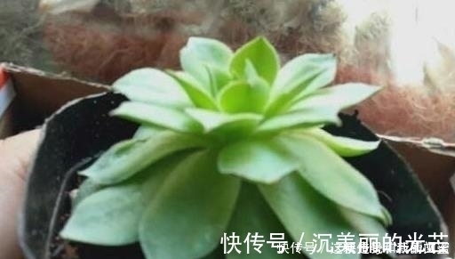 观音莲|多肉观音莲,最爱“吃大饼”,一摊一大张,一个夏天都犯愁