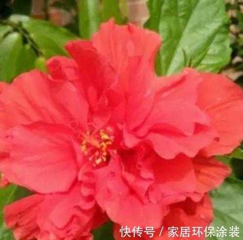 适合冬天入手的花卉，花期200多天，花大色艳很漂亮