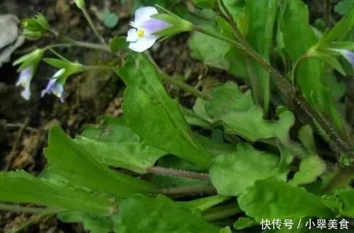 农村一种草，看起来不起眼，价值却好珍贵，治烫伤效果极好