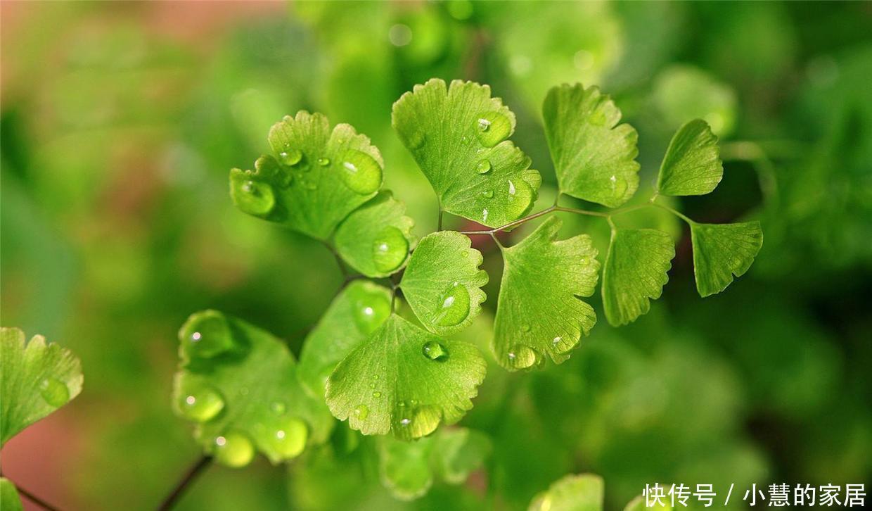  越多越好|这4种花是出了名的水罐子，给点水就能长，水越多越好