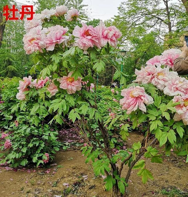 喜欢牡丹花,却一不小心买到芍药!附牡丹花品种图鉴大全