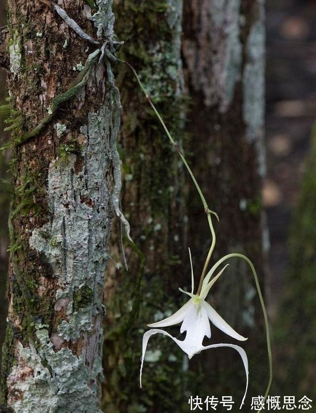 兰花|世界上最贵的兰花，一株价值1500万人民币，见过吗？
