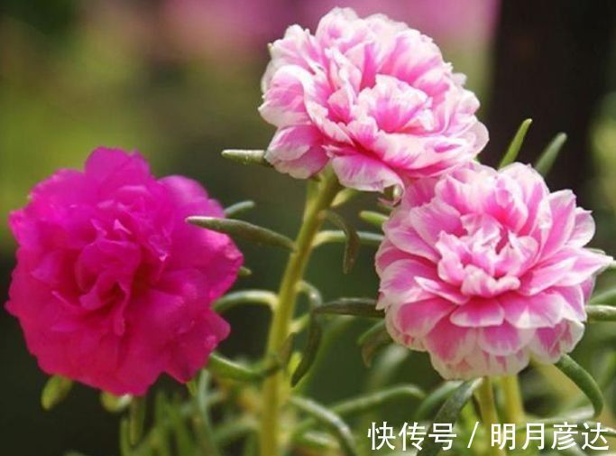 5种花好养易活,最适合懒人养,不用管也能开花爆盆