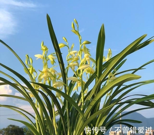 希望长期有花赏，就试试这款兰花，花期超长，香气醇厚还好养