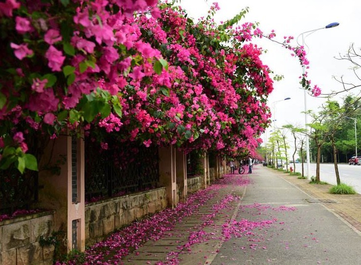 家养“开花王”，花比叶子多，比风铃草好看，比菊花好养，开全年