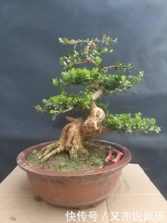 树桩盆景怎么提升价值试试促老催古，看上去古老苍劲