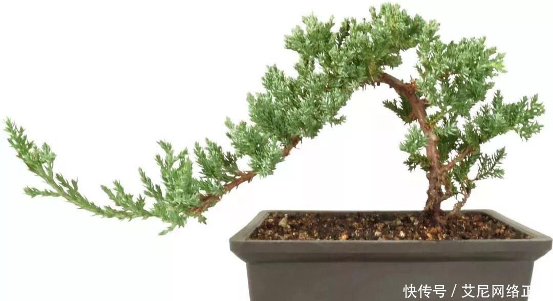 新手养护盆景的几个入门技巧,多花功夫才能养好