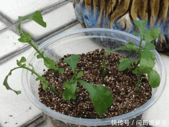 漂亮也好养的“4种花”,枝条能剪下来“扦插”,1年后开花多!