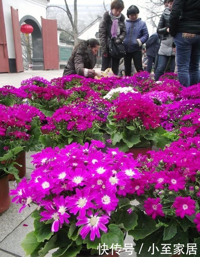 养花|冬天养花就怕浇四种水,浇得越多对花越有害,了解一下不吃亏