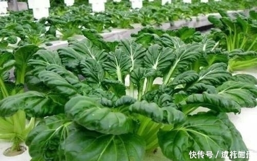 野菜|农村大山里的野菜,常吃身体不会差,头发黑了,还治胃病