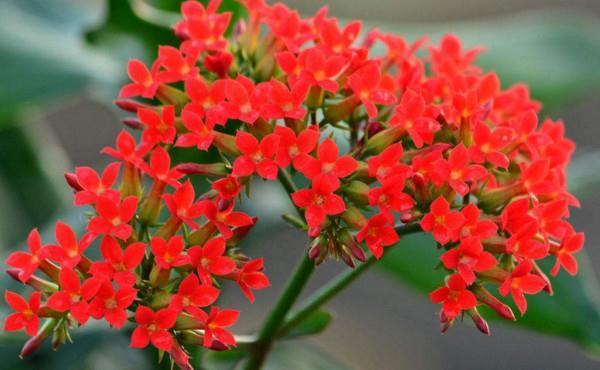 养花试试这几款,姹紫嫣红竞相盛开,那画面太美