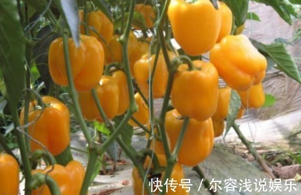 植株|美白护肤、增强免疫力的甜椒,农民种植想要提高座果率,只需四点