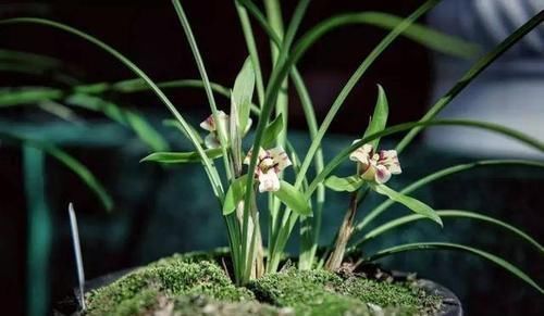 植株|兰花露天养好，还是室内养好？一起来看看，你就知道了