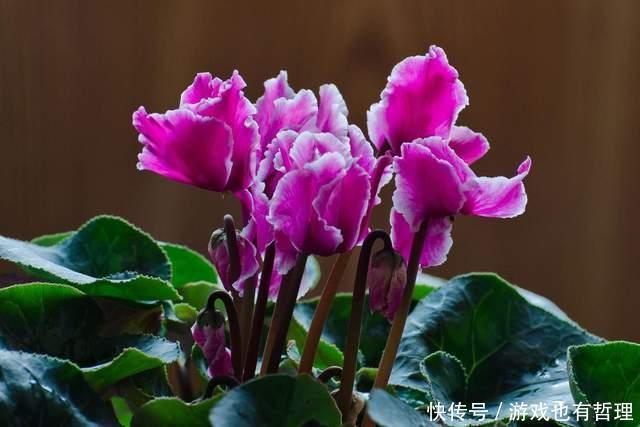 新买的仙客来,枝条老化,花苞脱落,怎么办