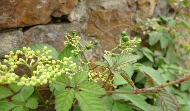 五叶藤|人称“五爪龙”,过去拿来喂猪,却不知是野外救急良药,价值珍贵