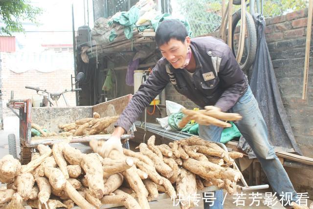 葛粉|一株重达上百斤,曾是荒年“充饥粮”,如今80元1斤却陷种植陷阱