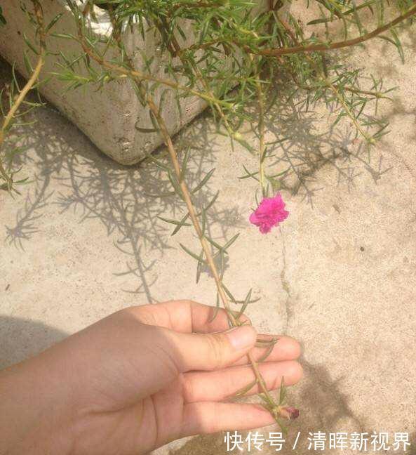 扦插|种了太阳花，试试扦插，一棵种出30棵，一盆开花几十朵，美极了！
