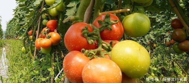  生吃西红柿对身体有什么好处