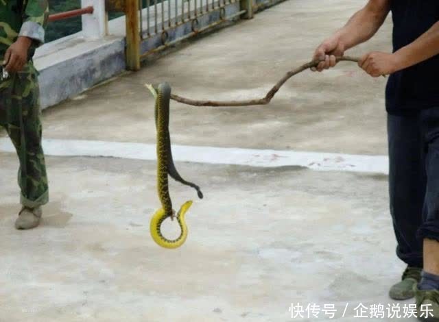 蛇随棍上什么意思