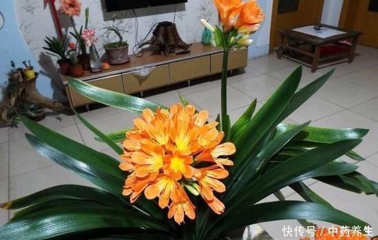 从厨房中找到这2样天然的生根剂,养花更无害、有趣!