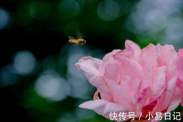 飞黄腾达|未来半年，不再受束缚，3生肖迎财聚福，事业兴旺，飞黄腾达！