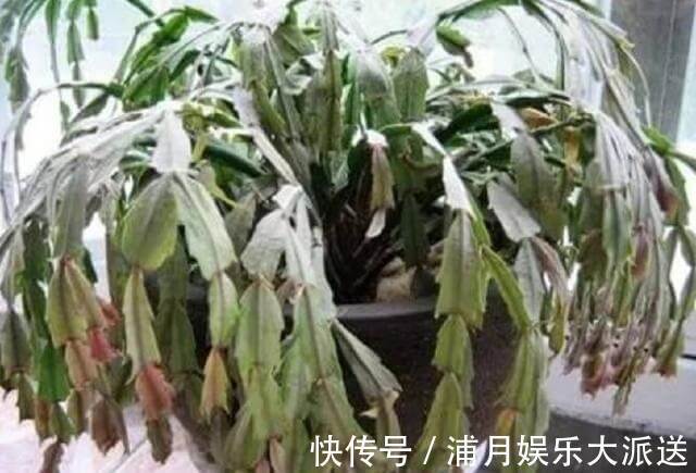 夏天|到了夏天,蟹爪兰叶子“耷拉、断裂”,没有放对位置,赶紧搬