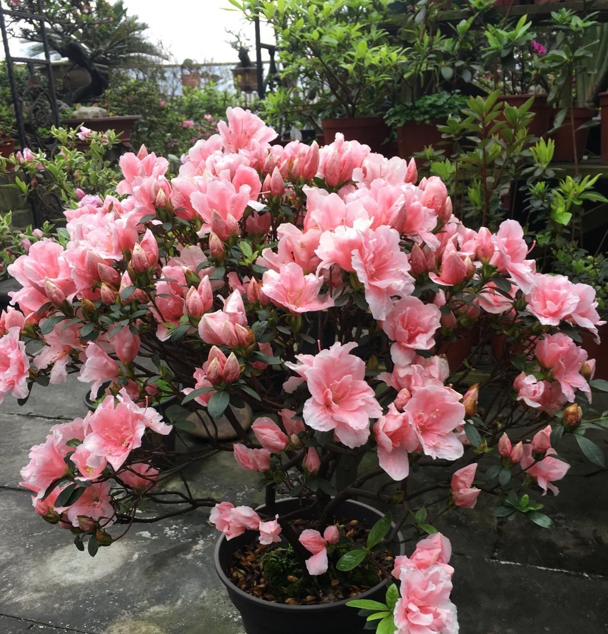 盆景|此花是中国传统名花，种植容易，四季常开，适合盆栽，还可做盆景