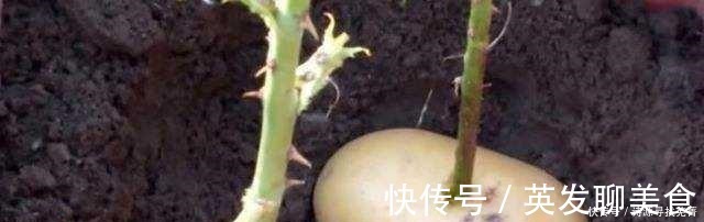 养花给花卉喂点土豆，比花肥还好用，让花卉蹭蹭长！