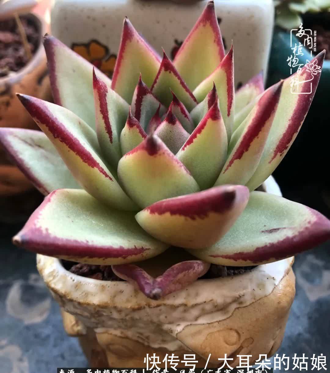 春风化雨,润物无声,爱上多肉,欲罢不能!