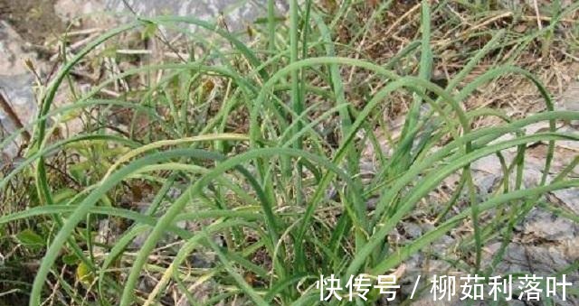 韭菜|它常被误认为韭菜,农民视它为杂草,却不知十分珍贵!